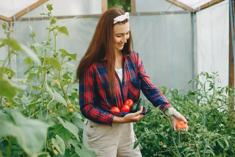 watering tomato plants greenhouse problem
