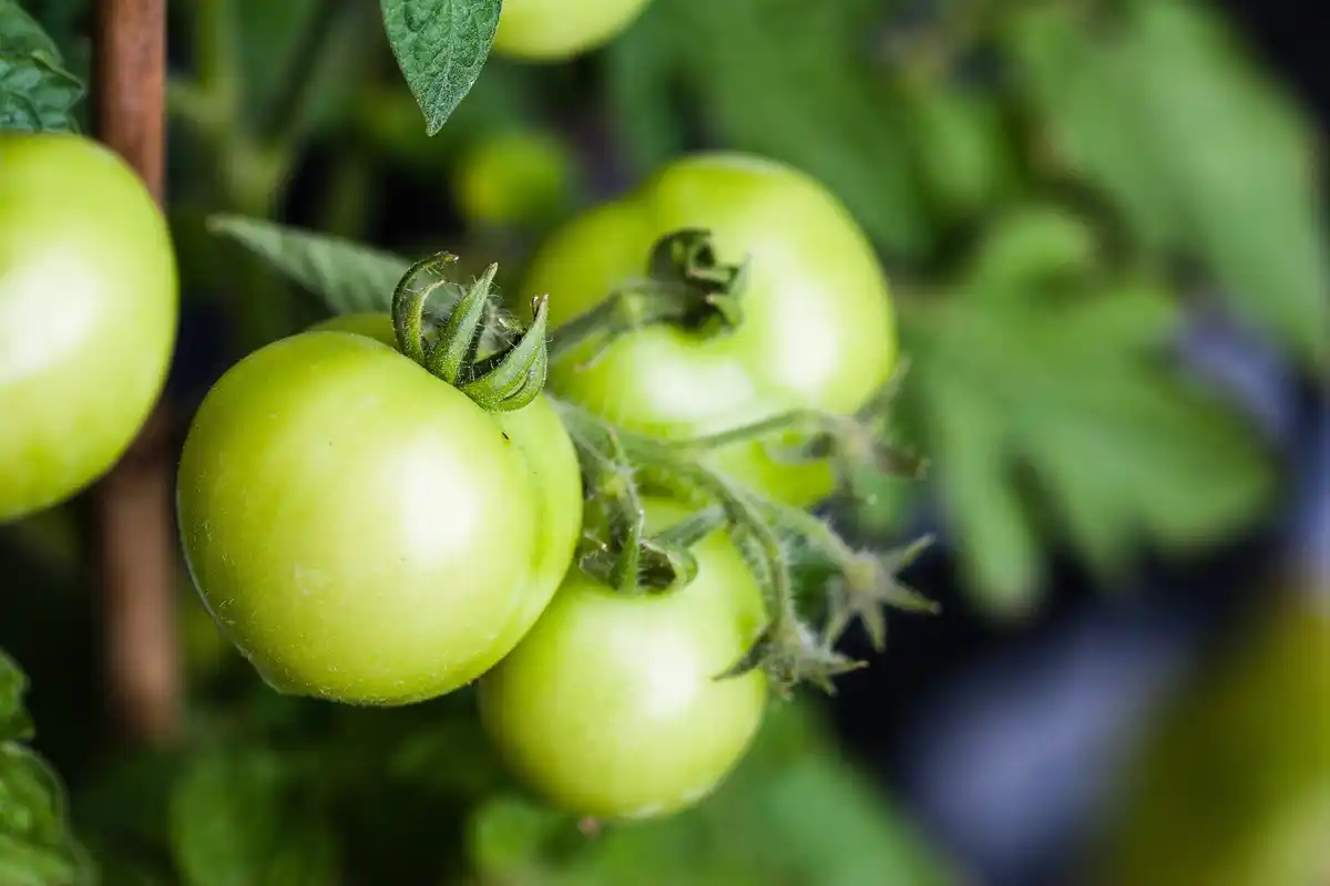 watering tomato roots closeup greenhouse Czech