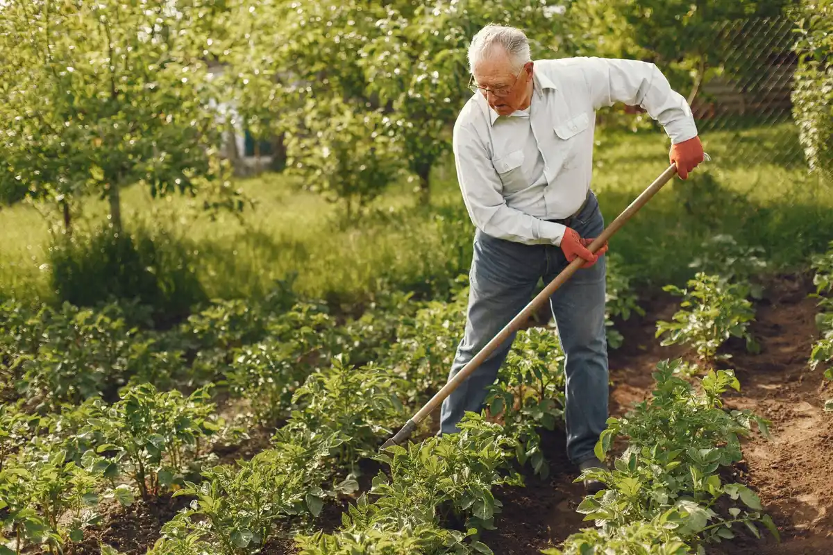 elderly gardening raised bed orchard czech