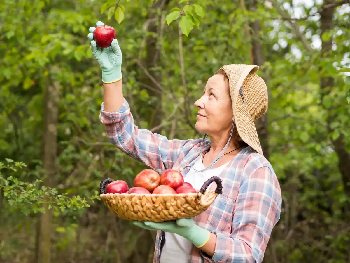 senior picking apples garden tool czech republic