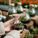 winter indoor plant greenhouse hack
