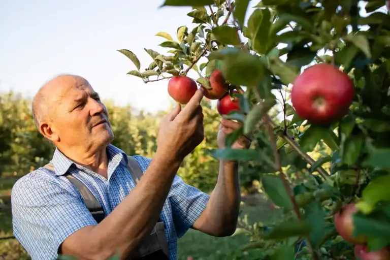 apple tree pruning physiologic balance czech orchard