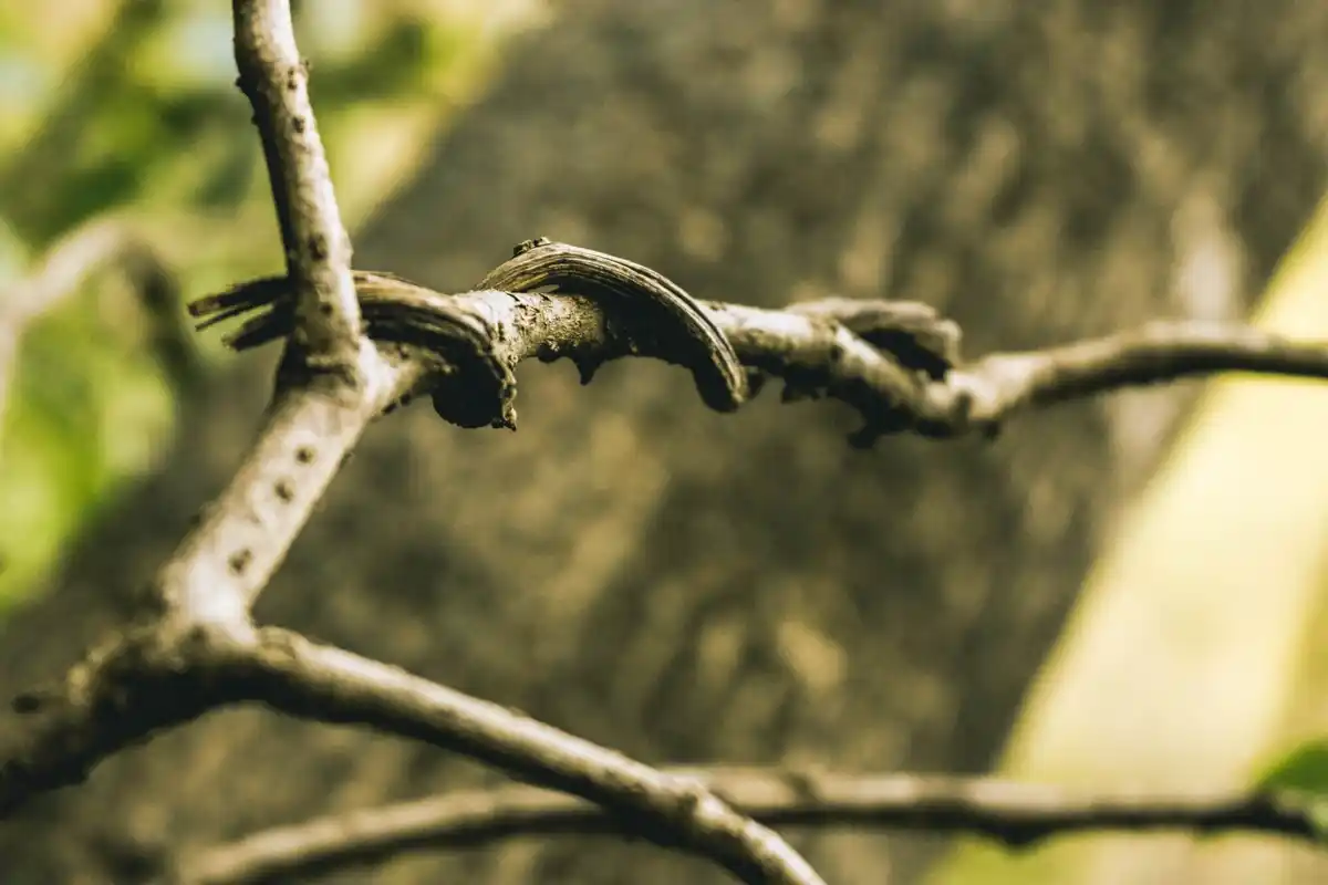 czech orchard spring pruning method tree