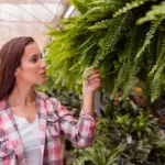 garden greenhouse ventilation mistake Czech spring