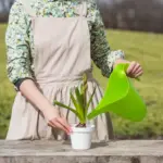 banana peel fertilizer on plants Czech home garden