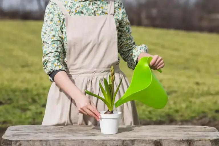 banana peel fertilizer on plants Czech home garden