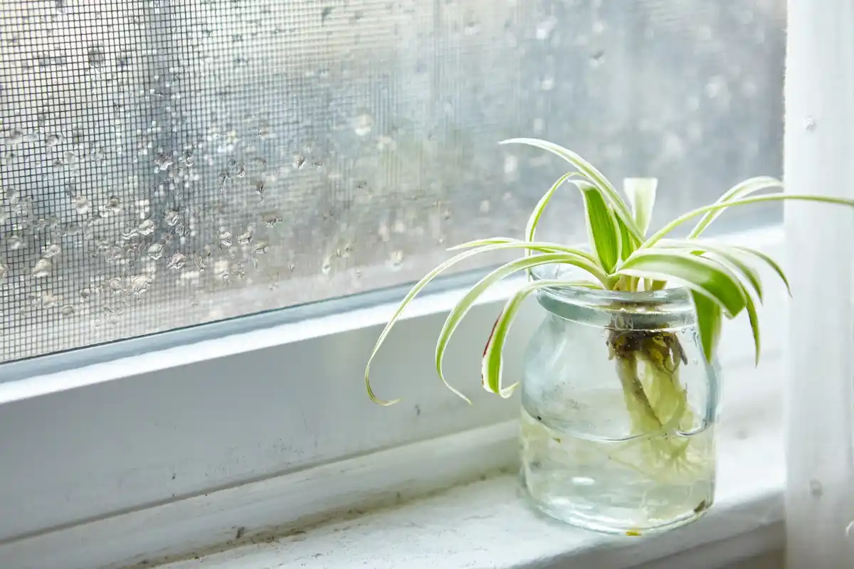 winter indoor plants watering minimal sunlight