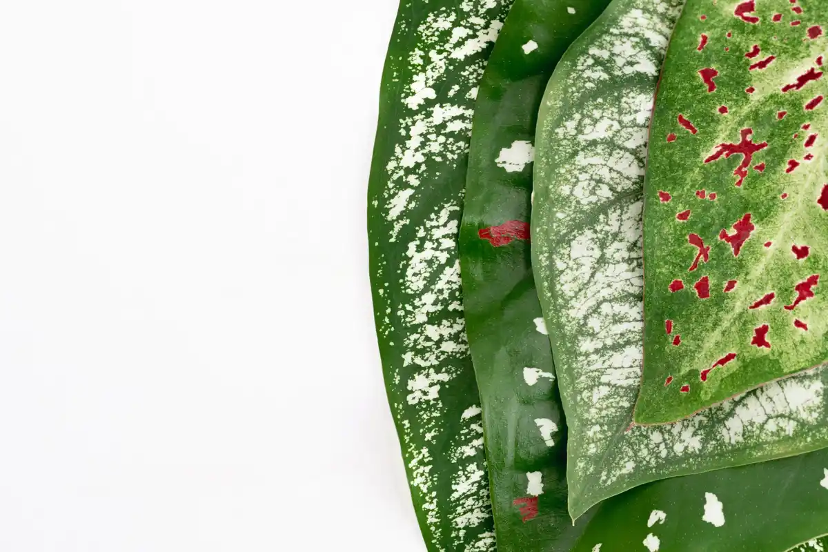 overwatered houseplants mold winter