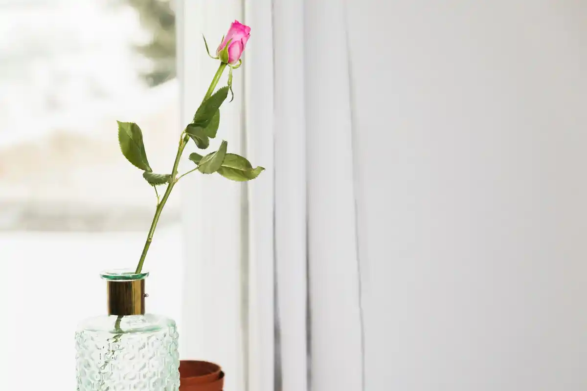 houseplant bathroom window lush