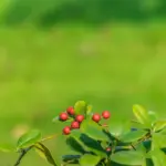 coffee grounds cherry tree orchard spring