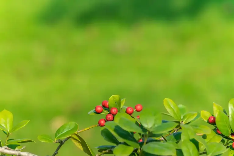 coffee grounds cherry tree orchard spring