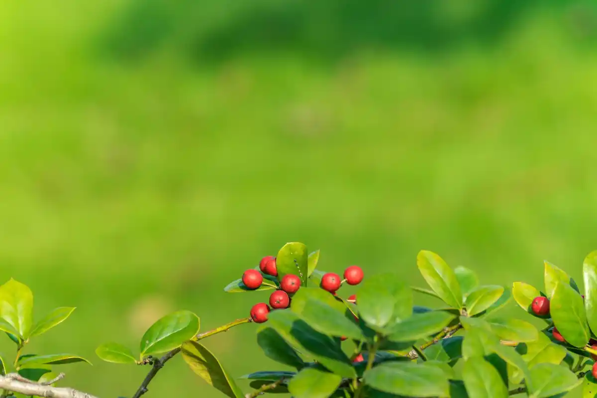 coffee grounds cherry tree orchard spring