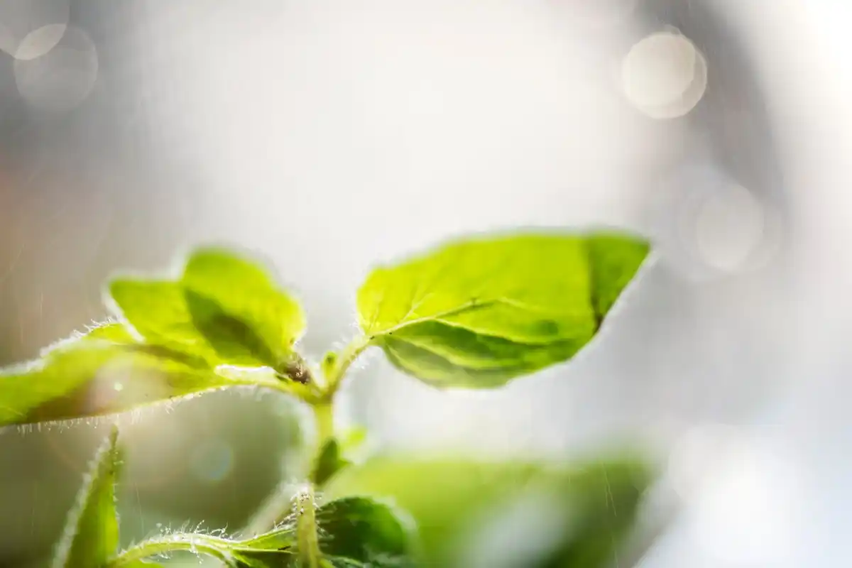 greenhouse sunlight burn on tomato leaves
