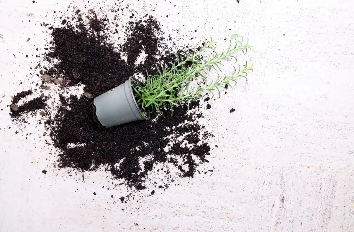 overfertilized plants garden damage