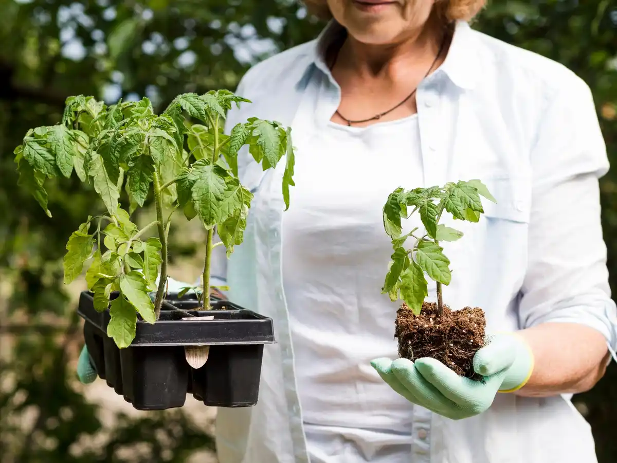 wilted tomato plant heat stress garden
