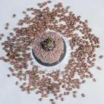 coffee grounds houseplants miracle effect