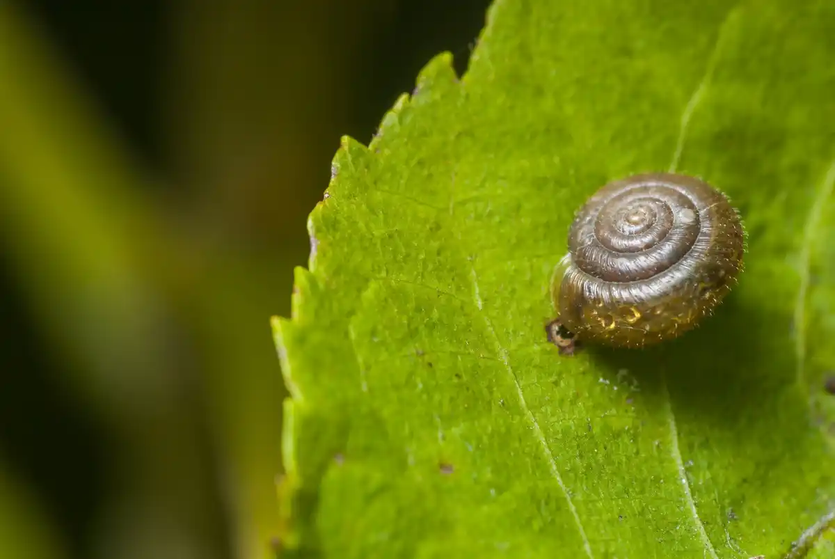 coffee grounds repels snails in the garden