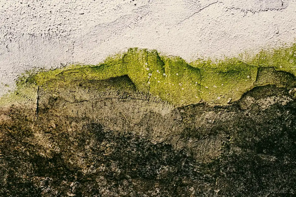 overfertilized garden damage
