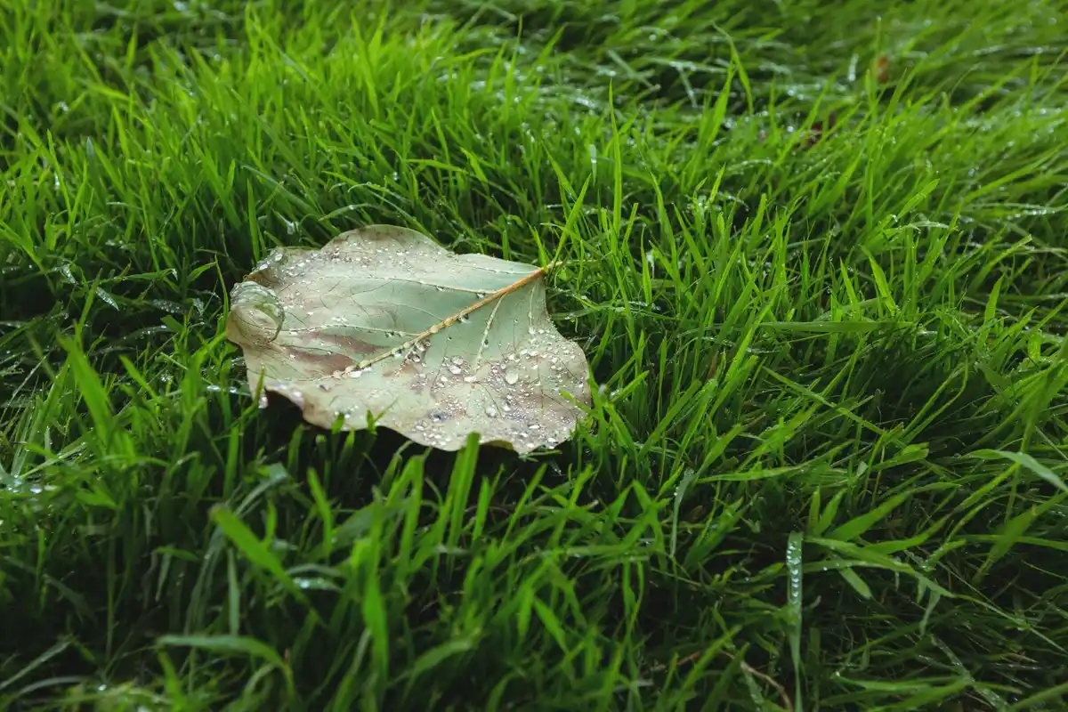 nitrogen fertilizer runoff in garden
