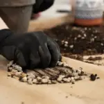 coffee grounds protecting garden plants