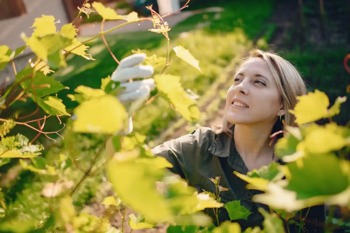 elderly woman picking blueberries in czech garden