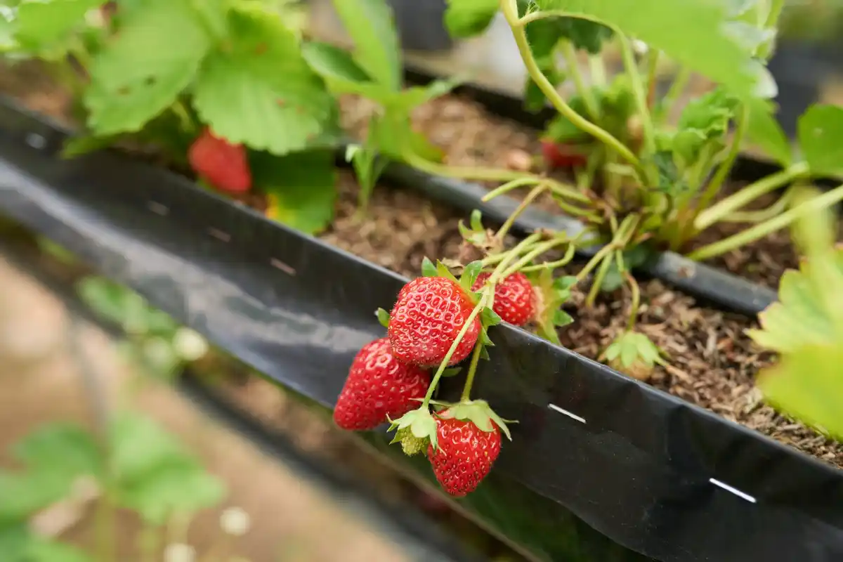raised bed with strawberry and berry bushes garden czech seniors