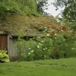 czech wild garden transformation before after