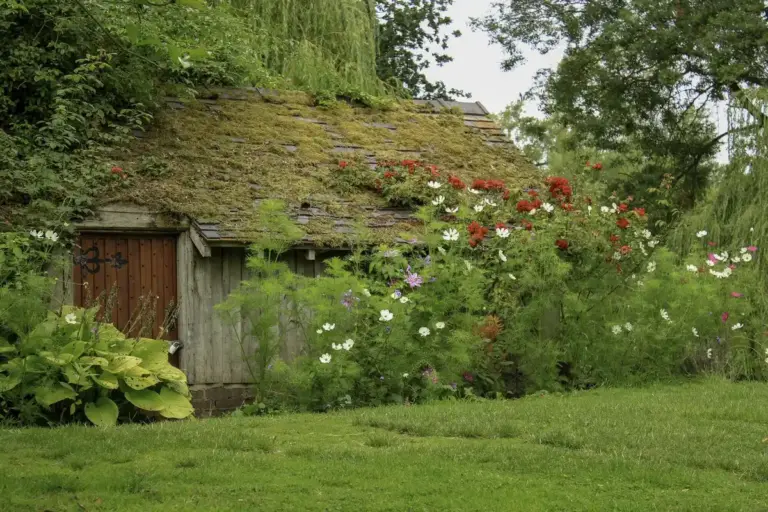 czech wild garden transformation before after