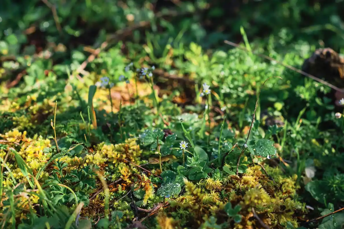 czech wild garden with native plants