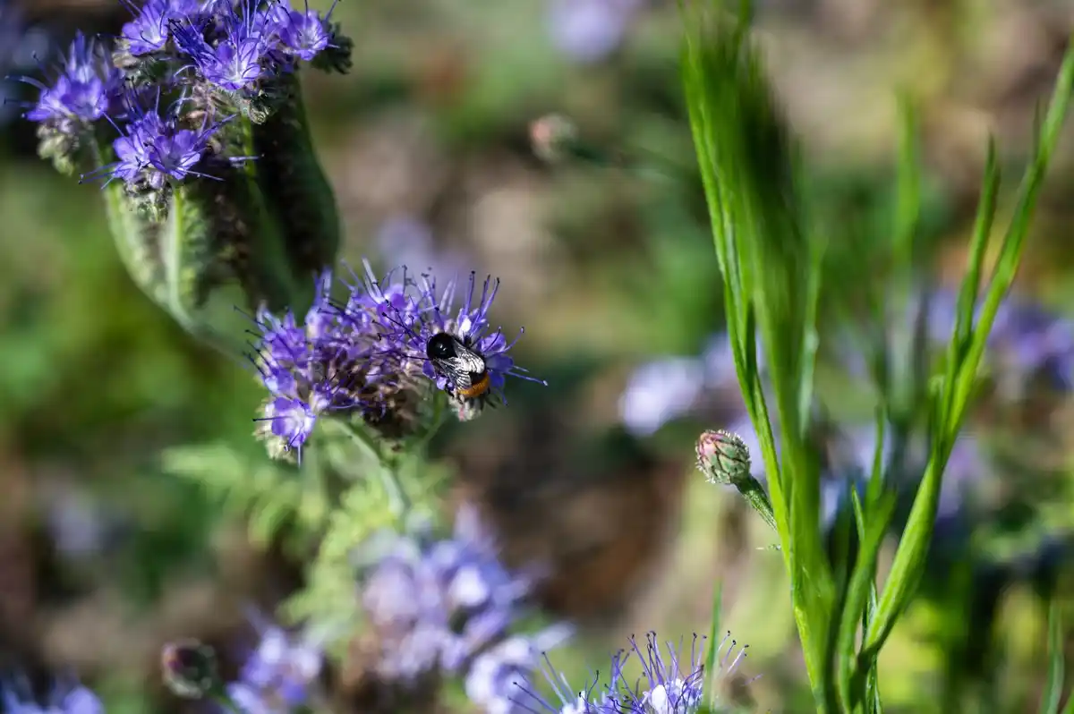 czech garden with wildflowers and bees