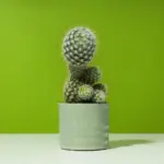 easy indoor plants not cactus succulent unique