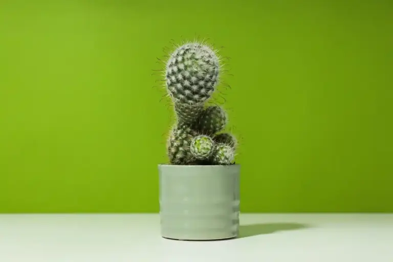 easy indoor plants not cactus succulent unique