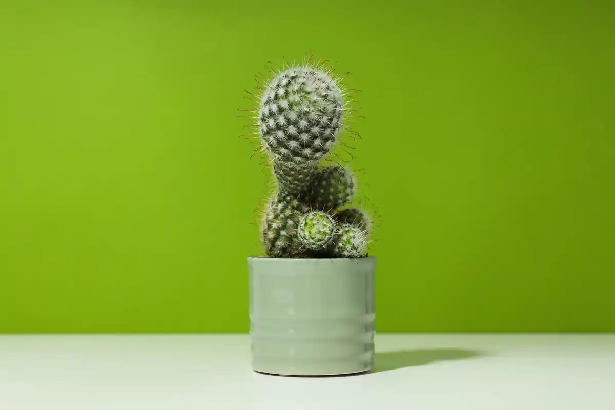 easy indoor plants not cactus succulent unique