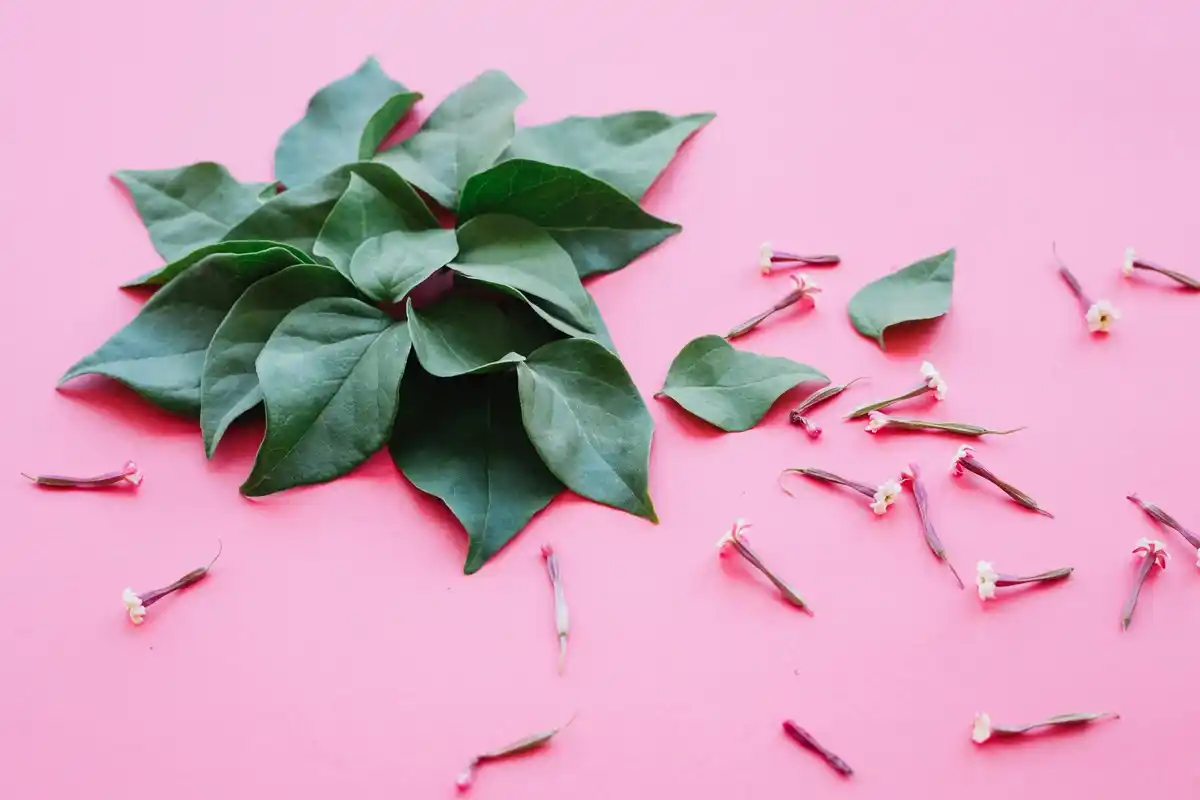 easy indoor plants unique leaves