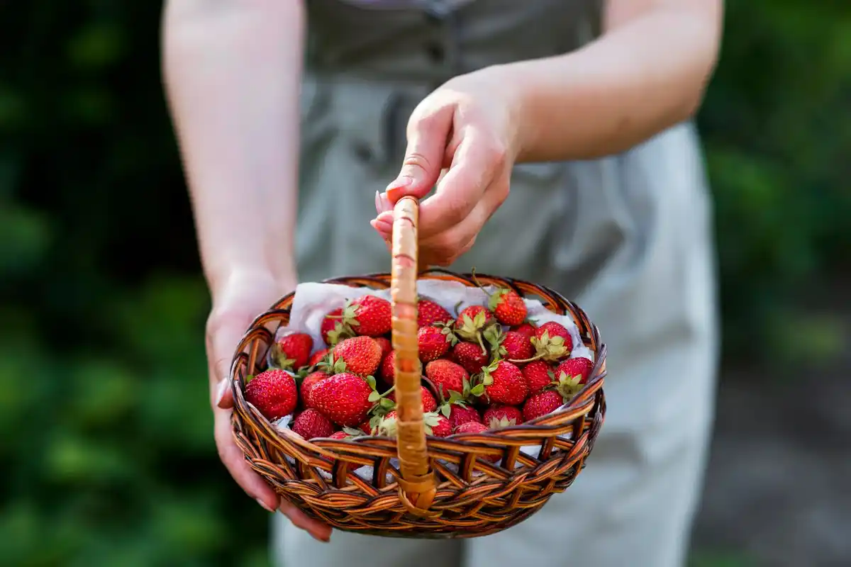Strawberries harvest in Czech village garden