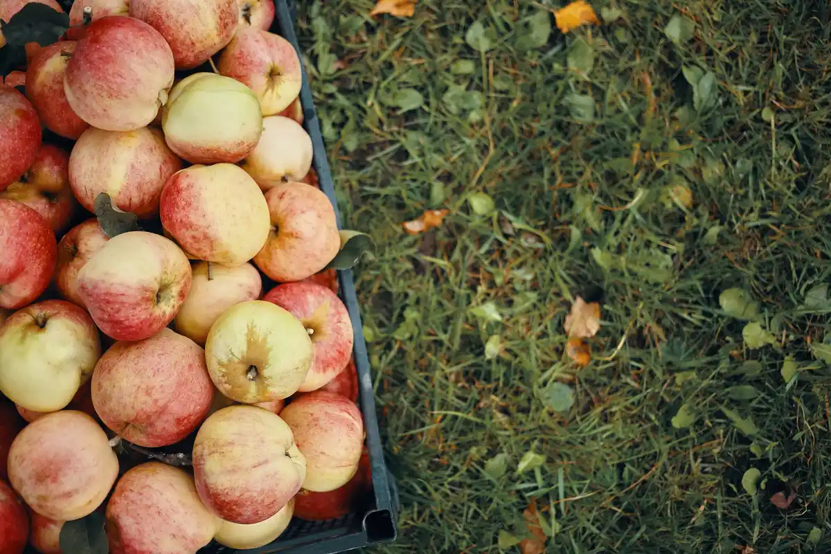 traditional czech fruit tree varieties orchard