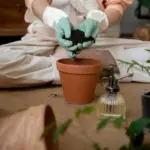 moon phase plant repotting in czech apartment
