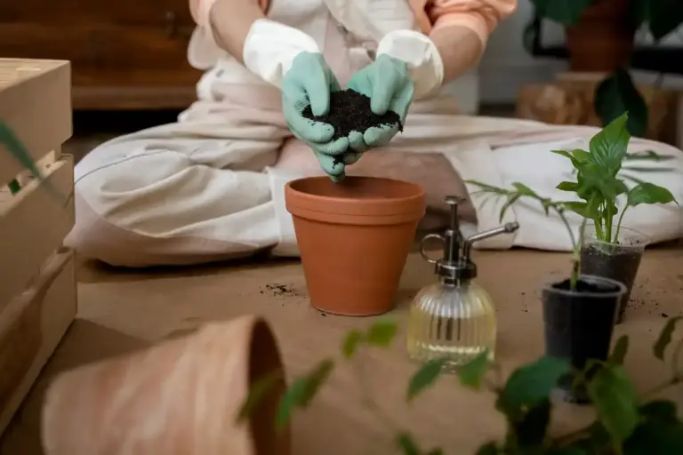 moon phase plant repotting in czech apartment