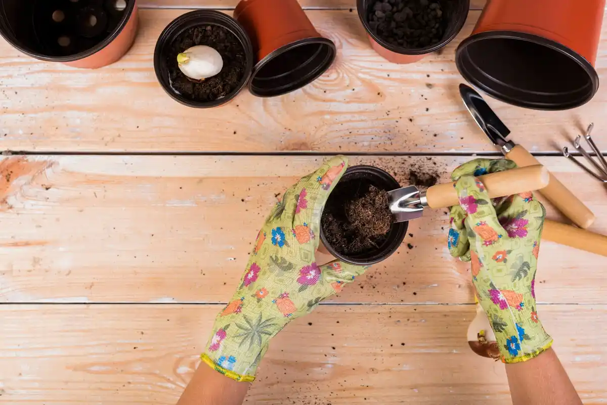 hands repotting indoor plant moon phase