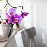 orchid sunburn on windowsill Czech home