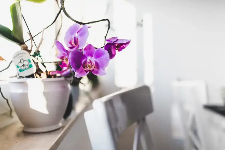 orchid sunburn on windowsill Czech home