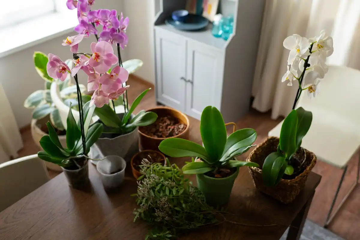 window sill with orchids, Czech apartment, sunny day