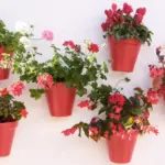 colorful pelargonium window box on modern Czech apartment balcony