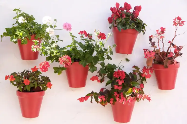 colorful pelargonium window box on modern Czech apartment balcony