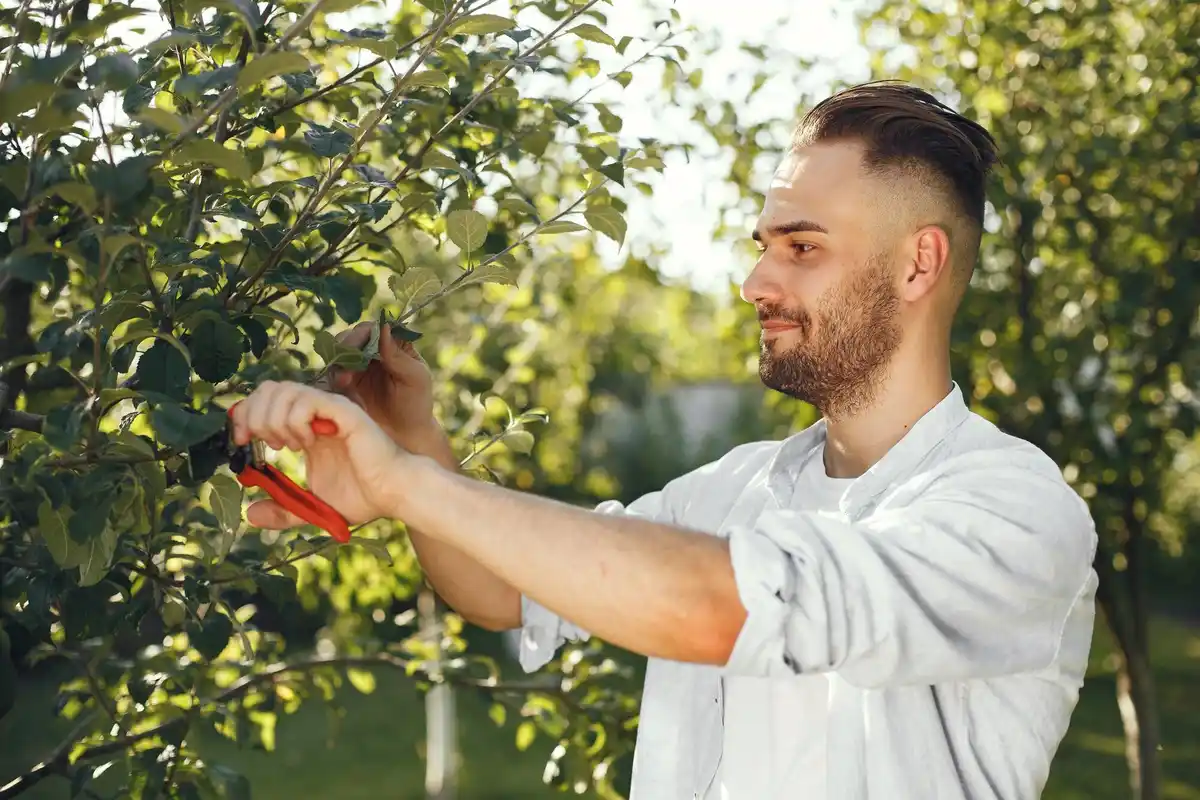 young gardener grafting fruit tree innovation garden