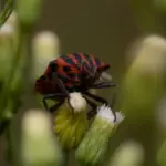 colorado potato beetle infestation organic control Czech garden