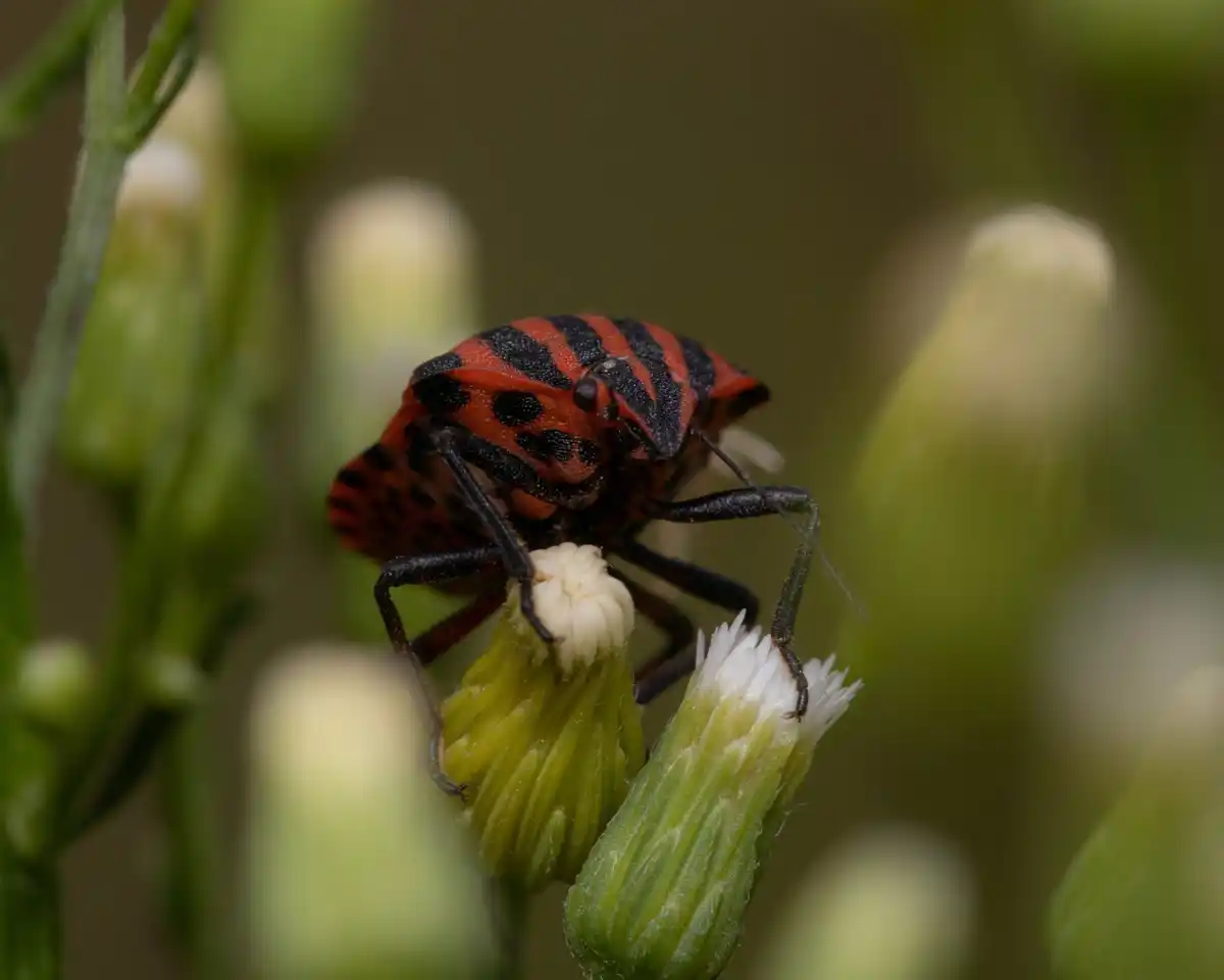 colorado potato beetle infestation organic control Czech garden