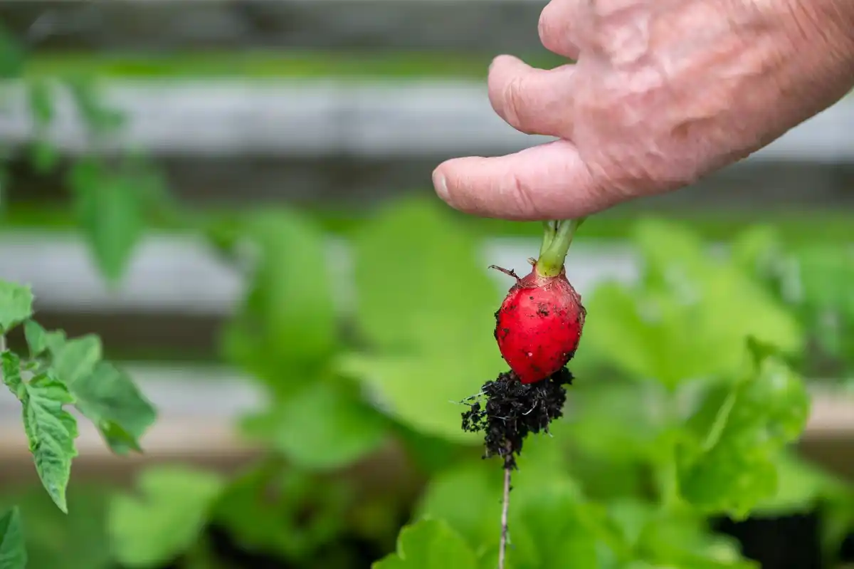 potato beetle natural removal hand picking Czech garden