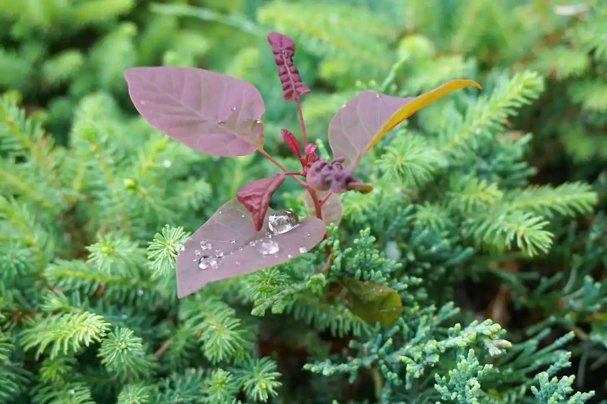 ashes potato leaves home remedy Czech garden