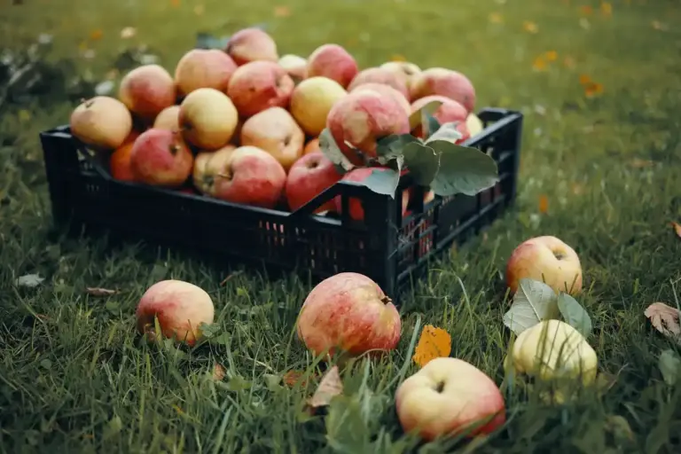 czech apple orchard home garden autumn harvest